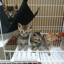 猫の譲渡会@京都 サムネイル2