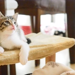  猫の譲渡会@長岡京 サムネイル2