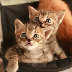  猫の譲渡会@長岡京 サムネイル3