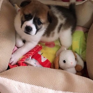 子犬2ヶ月弱、プッチ♂一旦募集停止