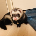 フェレット ♂の里親募集