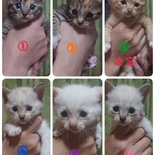 ﾏﾝﾁｶﾝ×ﾗｸﾞﾄﾞｰﾙ 子猫 里親様募集中。