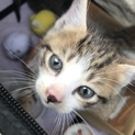 人間に捨てられた子猫