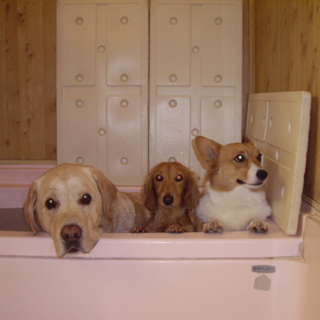 だいすけ５のカバー写真