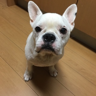 里親様決まりました。ありがとうございました。