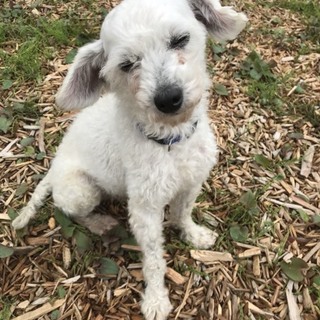 水戸（みと）元気でフレンドリー白プー♂