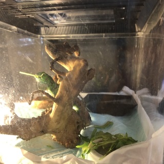 グリーンイグアナ