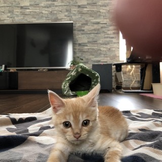 茶トラの女の子