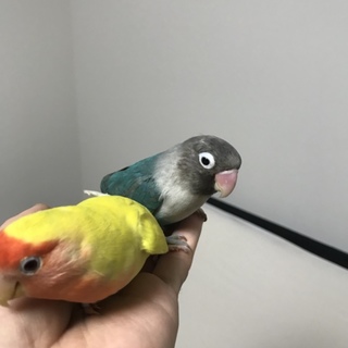 里親さん募集 コザクラインコ ボタンインコ