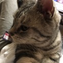 アメショーの人懐っこい可愛い子です！