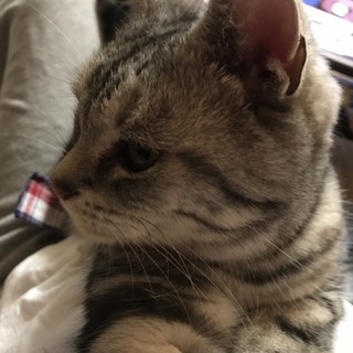 アメショーの人懐っこい可愛い子です！