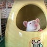 我が家で生まれたラットちゃんです☆ サムネイル3