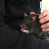 我が家で生まれたラットちゃんです☆ サムネイル5