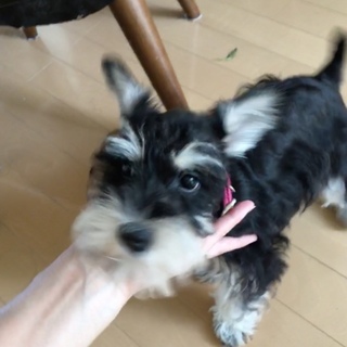 子犬3ヶ月　Mシュナちゃん女の子