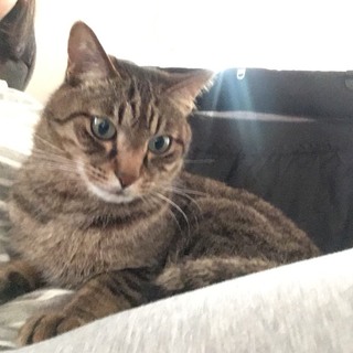 甘えん坊な猫の里親さん募集します