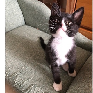 7/22銀座★クロスケくん★史上最強！甘えん坊