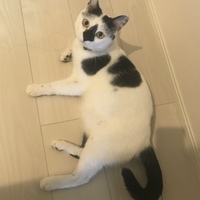くまきち