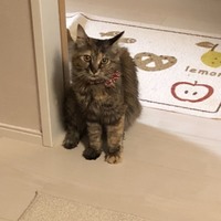 まめこ