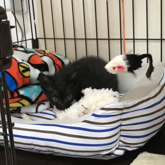 あとねこのカバー写真