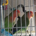 コザクラインコ2羽、セキセイインコ1羽