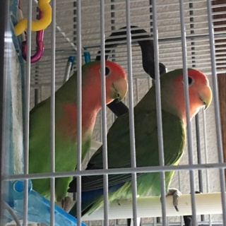 コザクラインコ2羽、セキセイインコ1羽