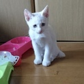 白毛に目がブルーの子猫です。
