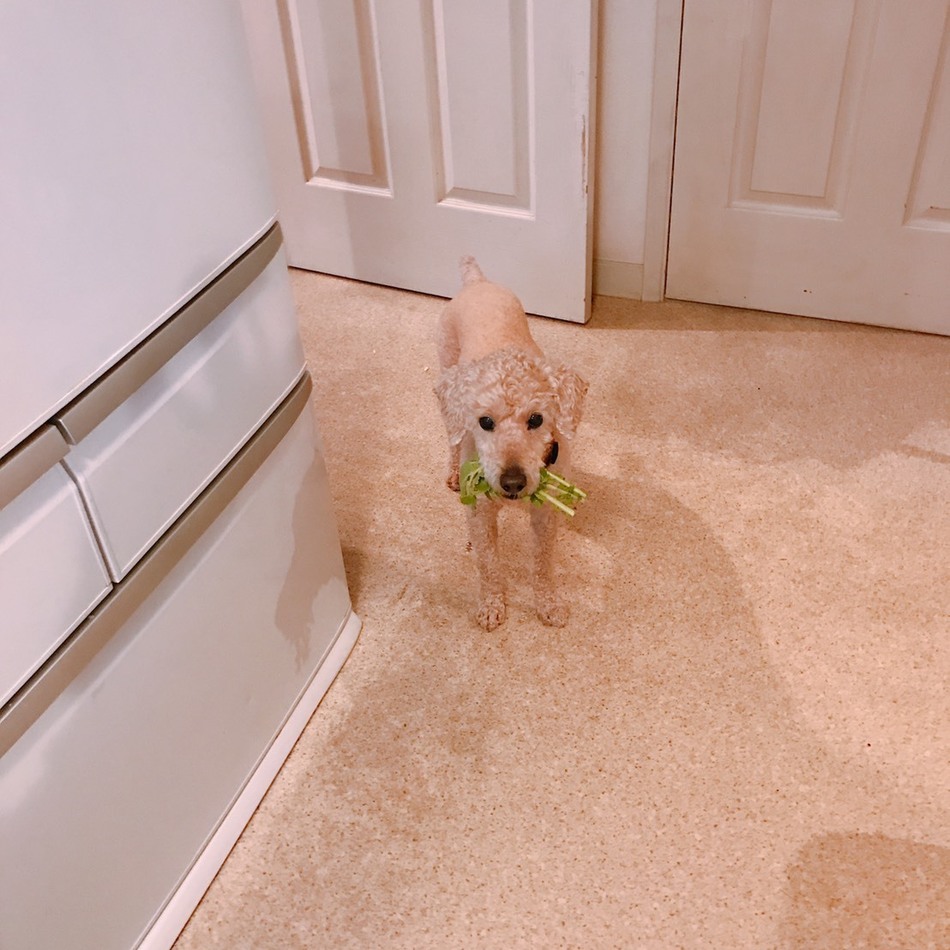 チャオのカバー写真