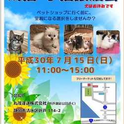 成猫・子猫譲渡会