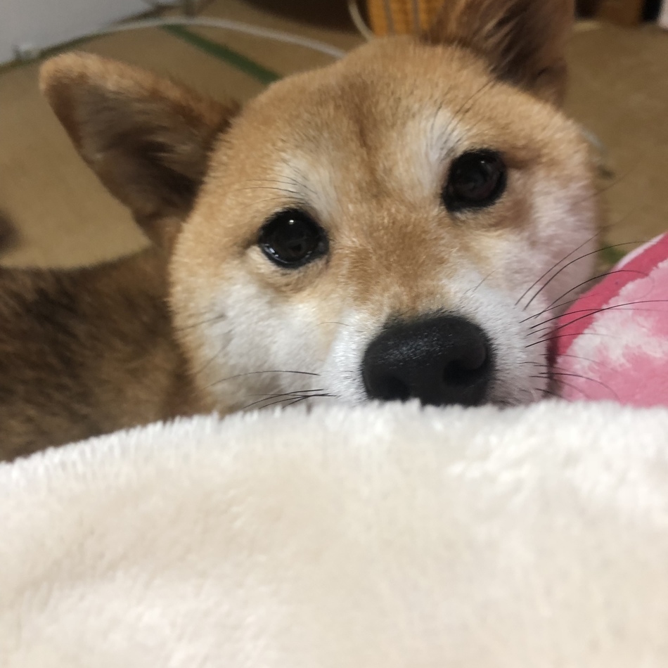 くるみのカバー写真