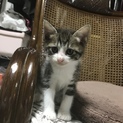 生後2カ月の子猫 の里親を探してます(^^)/