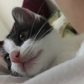 子猫の里親募集
