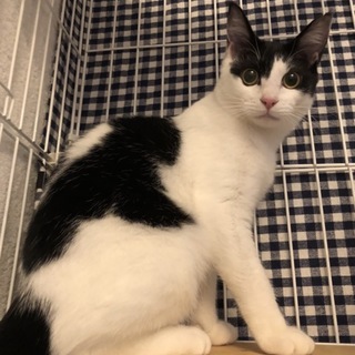 【白黒子猫☆ミル】