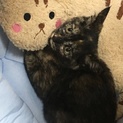 1ヶ月半くらいの可愛いサビ猫ちゃん