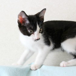 子猫がやってきました（4日め）