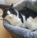 ノルウェージャン単身も可です