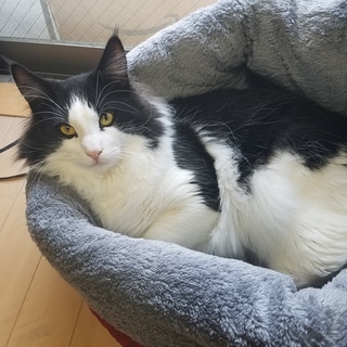 ノルウェージャン単身も可です