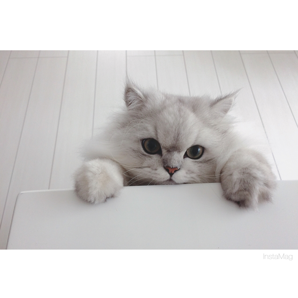 うさのカバー写真