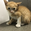 2ヶ月前後の子猫 里親募集
