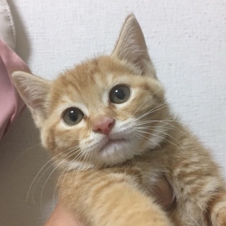 美人な茶トラ