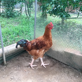 鶏のオス1羽
