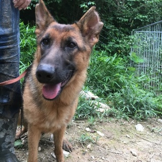 シェパードの女の子です。