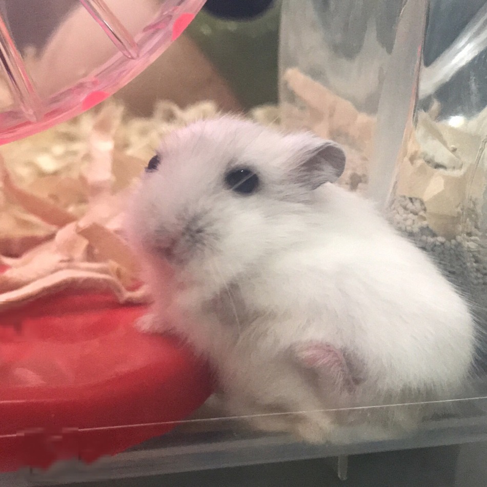 コットンのカバー写真