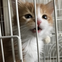 ななちゃん