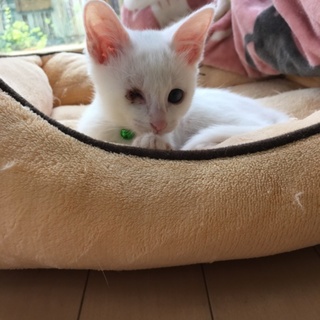 お膝ねこ・男の子☆幸くん