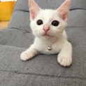 おっとり男の子 福くん。