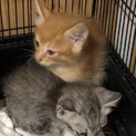 5/1〜5/5生の子猫2匹