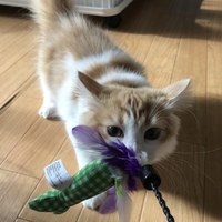 ちっち