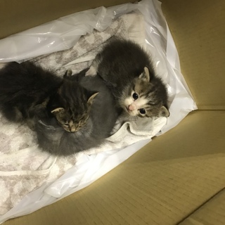 3匹の子猫です。懸命に生きてます。