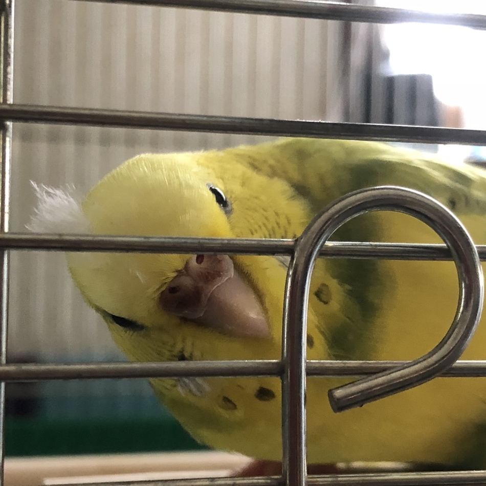 ぴぴのカバー写真