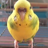 たかブー